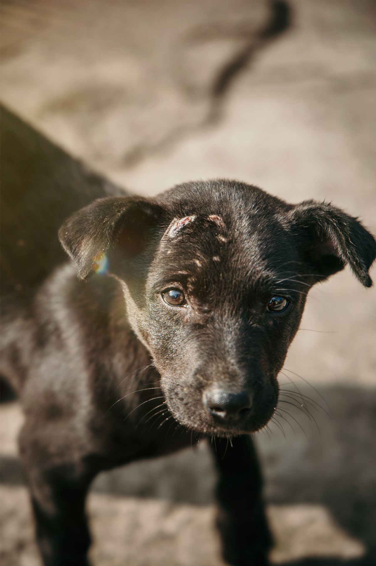 Do Street Dogs Cause No See Ums?